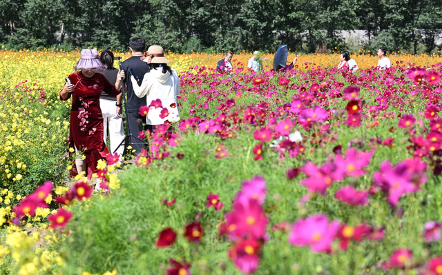 北票大板打造260亩花海项目