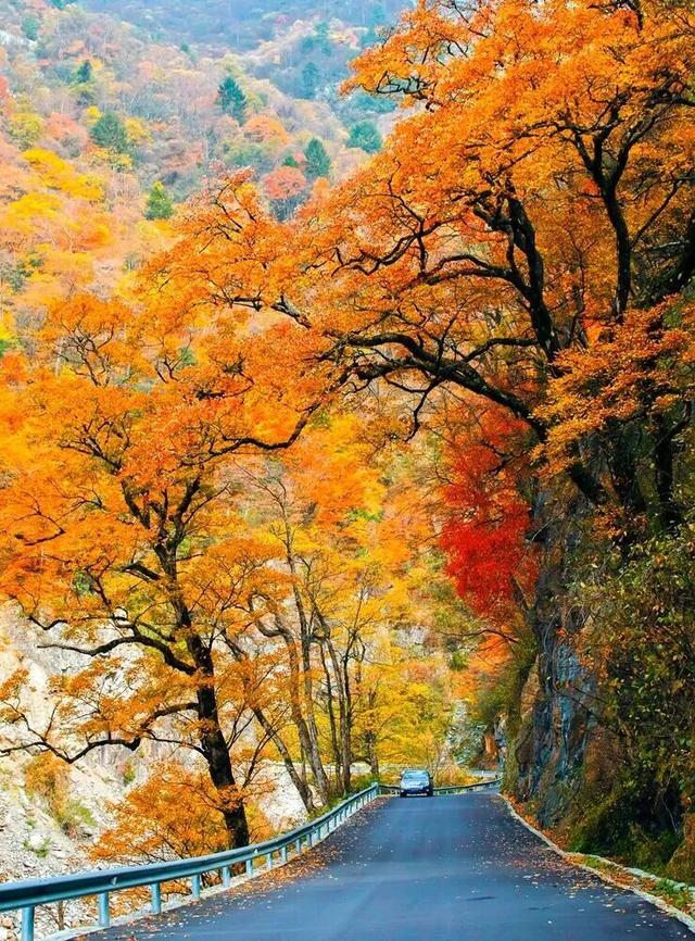 出片率100%！湖北的秋天太卷了