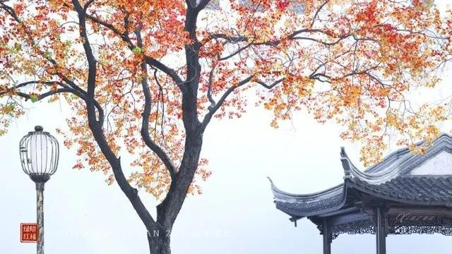 怎么能错过秦淮的秋天呢？