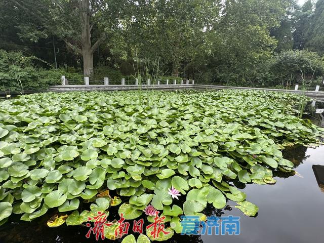 一年四季 泉在济南丨初秋泉城添雅趣 百花公园莲正开