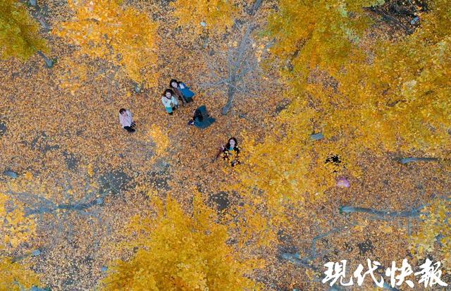 满城尽带“黄金甲”！盐城“网红”银杏长廊进入最佳观赏期