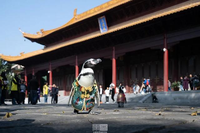 您的QQ已在朝天宫登录！