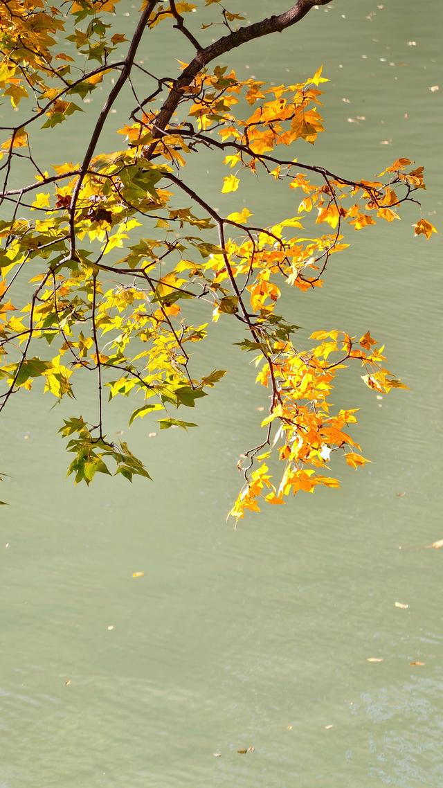 秋日静美！颐和园后湖五彩斑斓