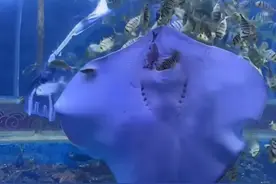 魔鬼鱼“上班吃同事”，海洋馆：吃饲料时误食，馆内按照鱼类习性混养图片