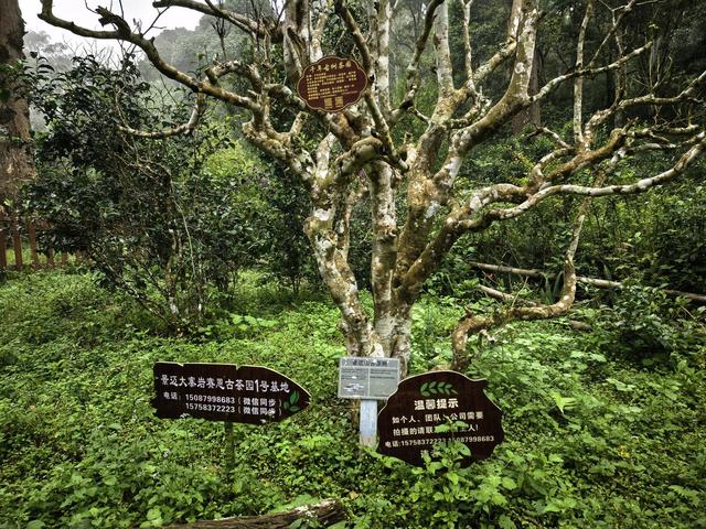 云南景迈山申遗成功两周年：游客多了，村民收入翻倍，10月1日起试行免费预约入园机制