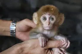 神农架救助受伤野生猕猴宝宝图片