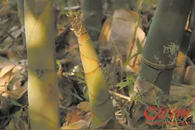 补链麻竹笋深加工做好当地土特产文章 肇庆广宁洲仔镇竹笋产业撬动乡村经济图片