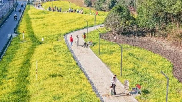 冬日罕见！城北有片花海盛开