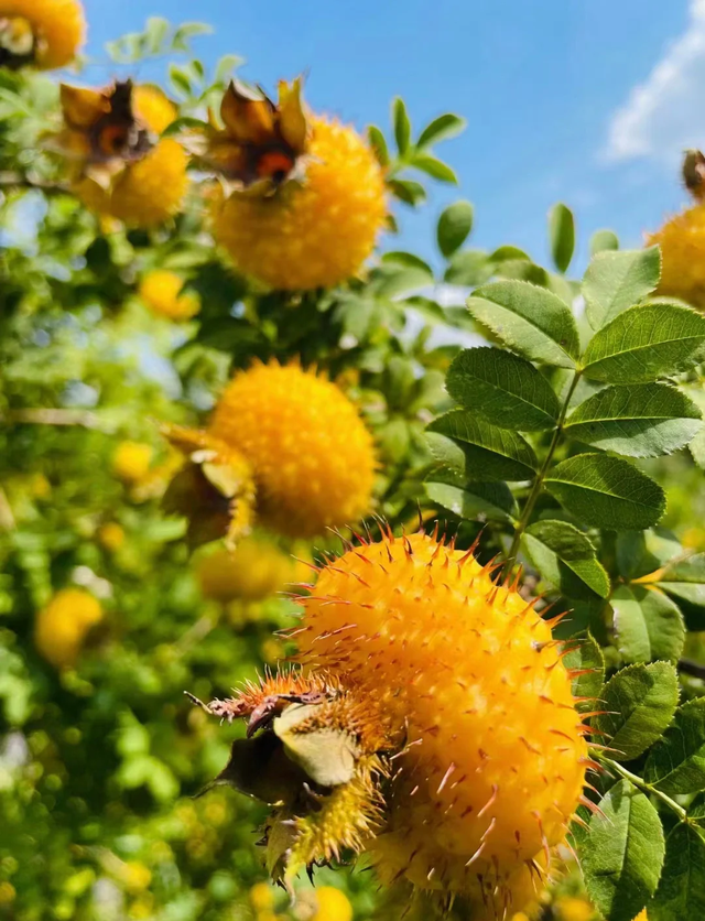 免票+钜惠！一码游贵州“双11”囤票季帮您省下一年奶茶钱