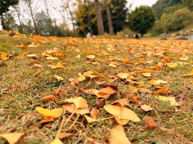 秋假趣玩简阳 家门口乐享幸福时光