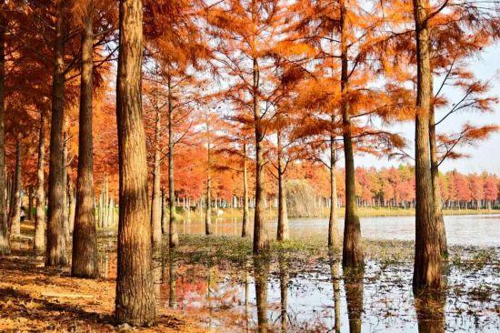 杉杉“红”了！长三角这些地方正上演视觉大秀