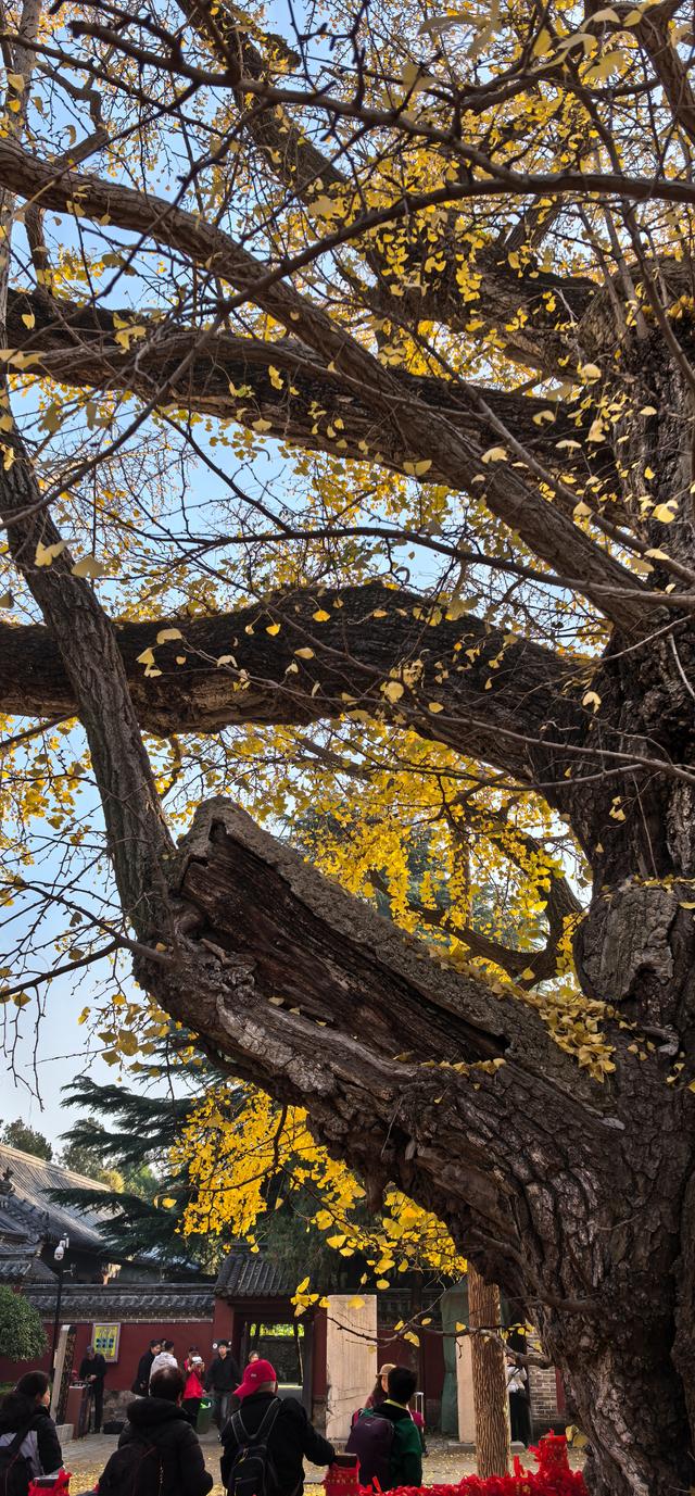 日照莒县浮来山，深秋的银杏树