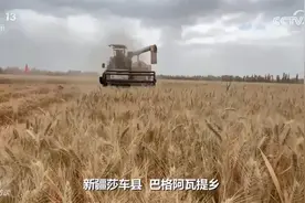 焦点访谈：一粒良种 万担好粮图片