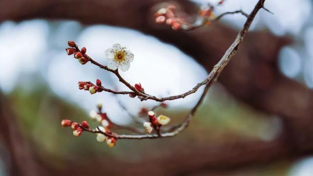 盐城春节活动第一波上新！