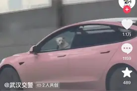 网友举报“小狗开车”？武汉交警支队：实为小狗跳到驾驶座，已依法查处图片