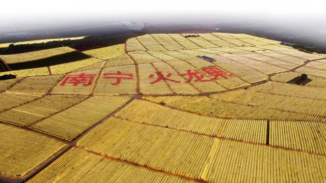 邕抱东盟，活力南宁！2025年东博会期间超全文旅体商活动攻略来啦→