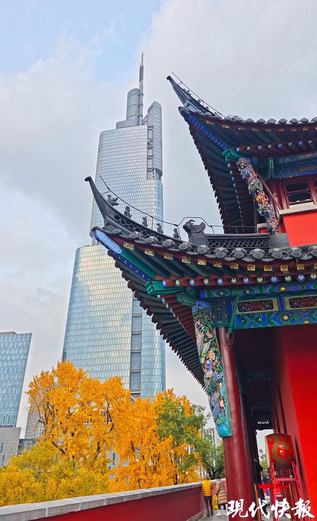 南京这条银杏大道“金色长卷”徐徐展开