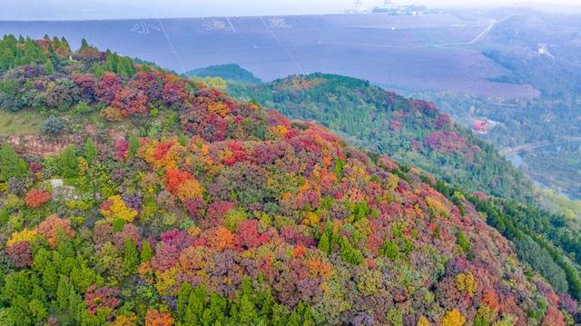 河南洛阳：黄河岸边秋景美如画