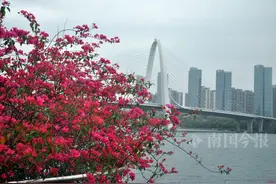 柳州又一花海来袭！花期超长，可持续至5月图片