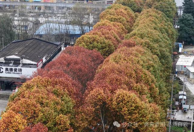 在白云！这个初冬阳光温暖，满是金黄！