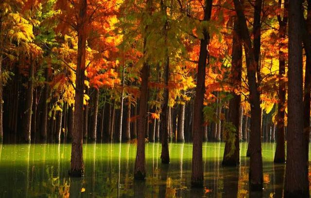 宝藏仙桃，太“鲜”啦！（采风招募）