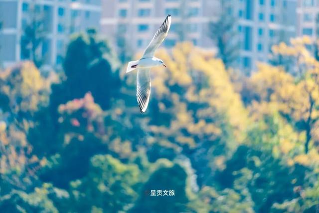 冬日呈贡洛龙公园，一天看尽四时之景