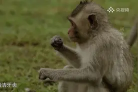超萌！小猴也会剔牙？牙线竟是头发图片