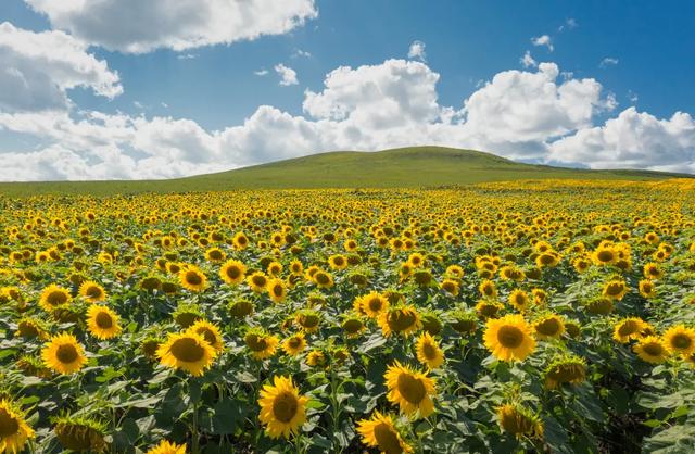 最懂松弛的北京中产，在内蒙玩得太“土”了