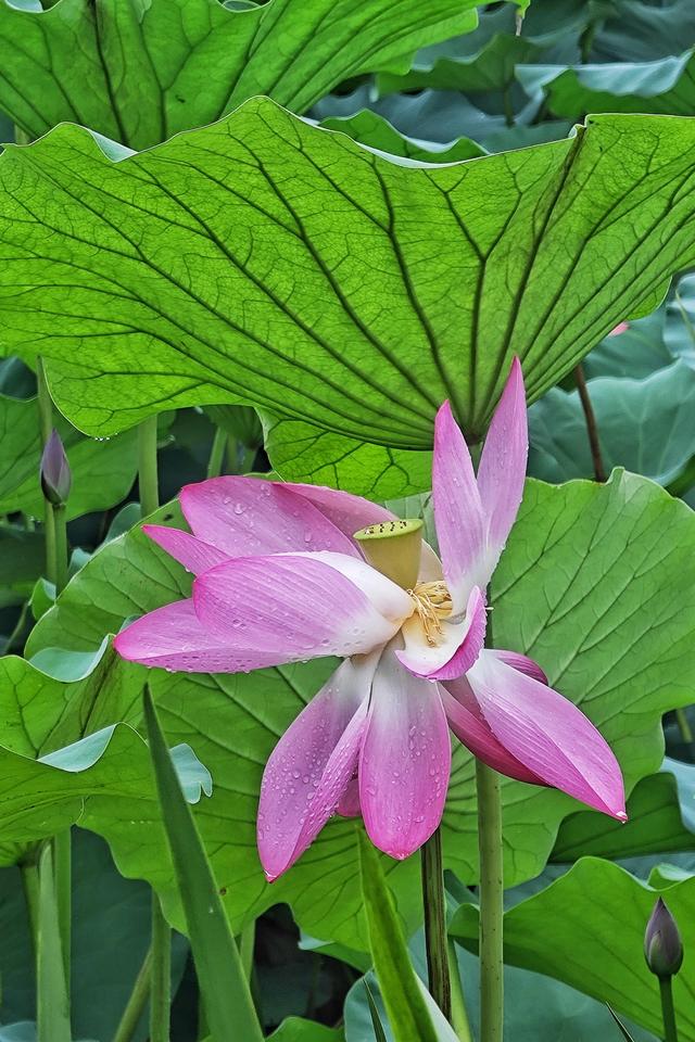 雨洗新荷！崔家窑湿地公园秒变莫奈花园