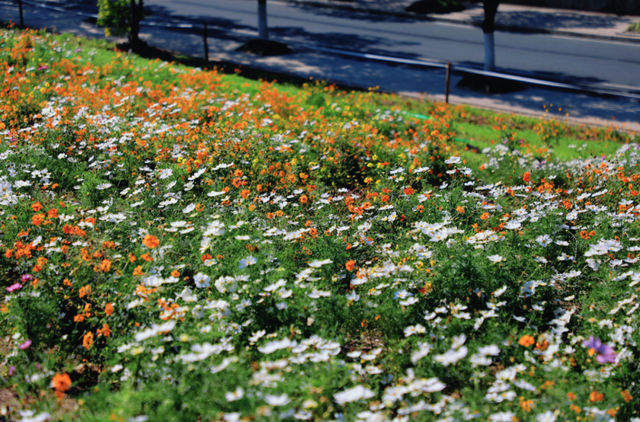 余杭这片花海，限时回归！