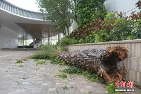 台风“桦加沙”吹袭 香港一临海酒店设施受损图片