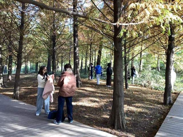 三林水森林未开先火，网络疯转“潜入攻略”！记者探访：确有不少游客；建设方：今年内完工，请静待开放