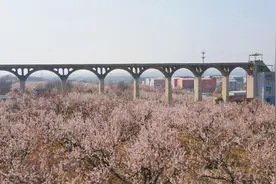 春日限定！来二七邂逅一场繁花之约图片