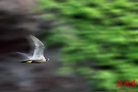 飞行速度比高铁快的游隼图片