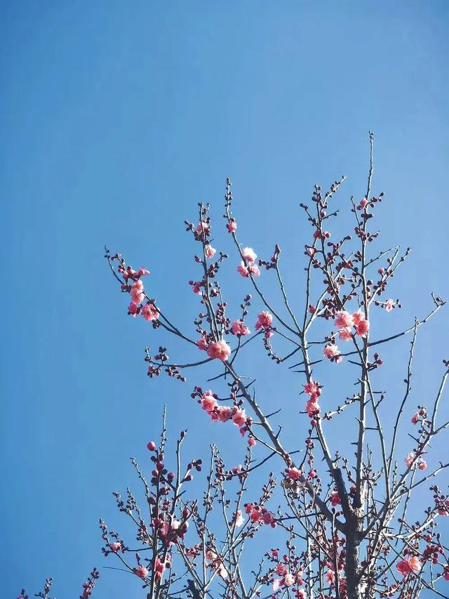 石家庄梅岭春早公园红梅开花了 ，一起去捕捉冬日的浪漫