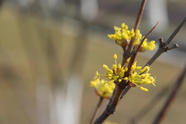 南京全城开花，九宫格装不下