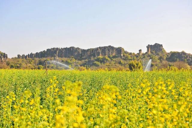 3月7日至8日，女性游客免门票游乃古石林风景区
