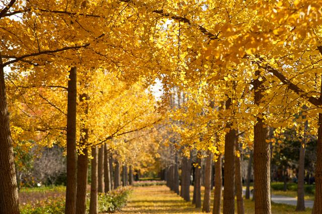 郑州银杏进入最佳观赏期！这10处地铁可直达