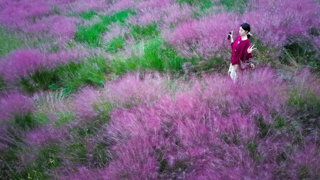 被圈“粉”！洛阳秋天的专属粉色浪漫藏在这些地方
