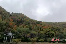 天水市森林经营模式亮点纷呈图片