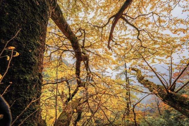 临安，一座被银杏腌入味的城市