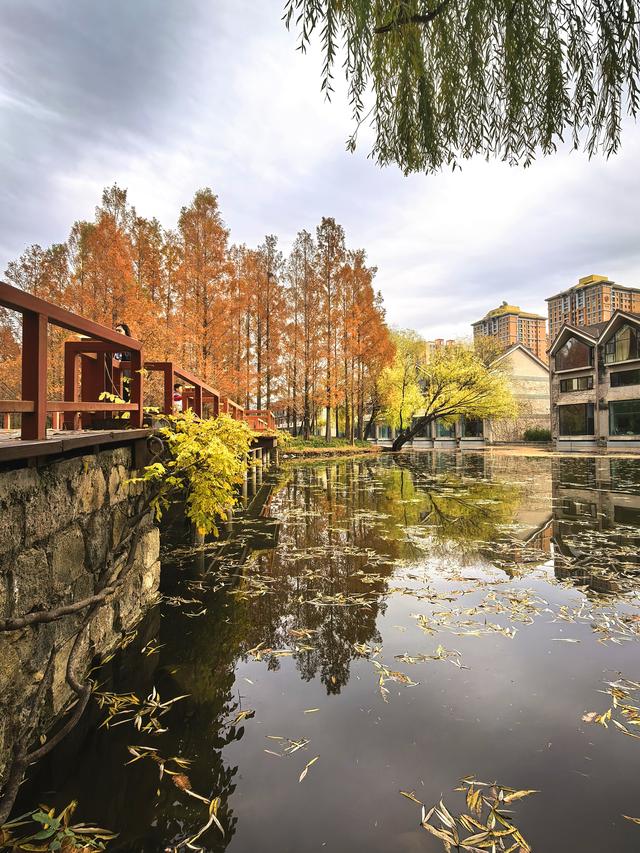 闯入秋日油画！紫玉公园红树林的天鹅舞会正在上演