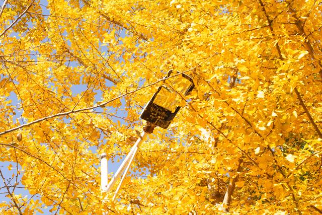 随手拍都是“壁纸”风光！武汉黄陂清凉寨银杏已黄、红叶已红，进入最佳赏秋期