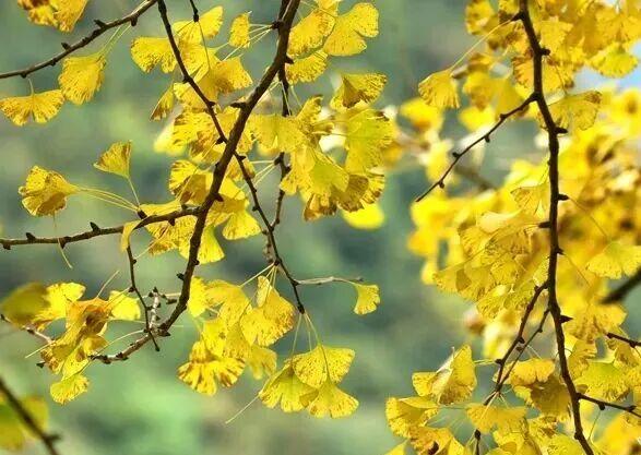 泸州银杏黄了！这些地方进入最佳观赏期