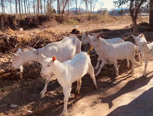 崔庙藏不住了！一碗凉皮竟吃哭了刚来3年的“牛马”打工人