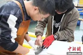 福建首次对花鲈注射芯片 推进优种繁育与产业升级图片