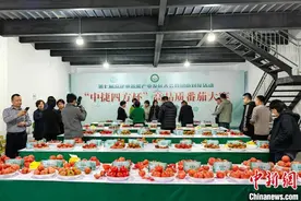 118种番茄河北冀州上演番茄大赛图片