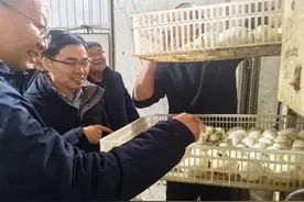山东农业大学家禽遗传育种专家来鱼台开展朗德鹅育雏提质增效技术帮扶活动图片