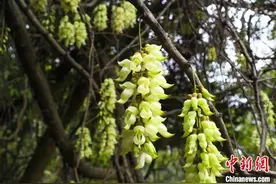 广东天鹿湖森林公园千亩禾雀花盛开图片