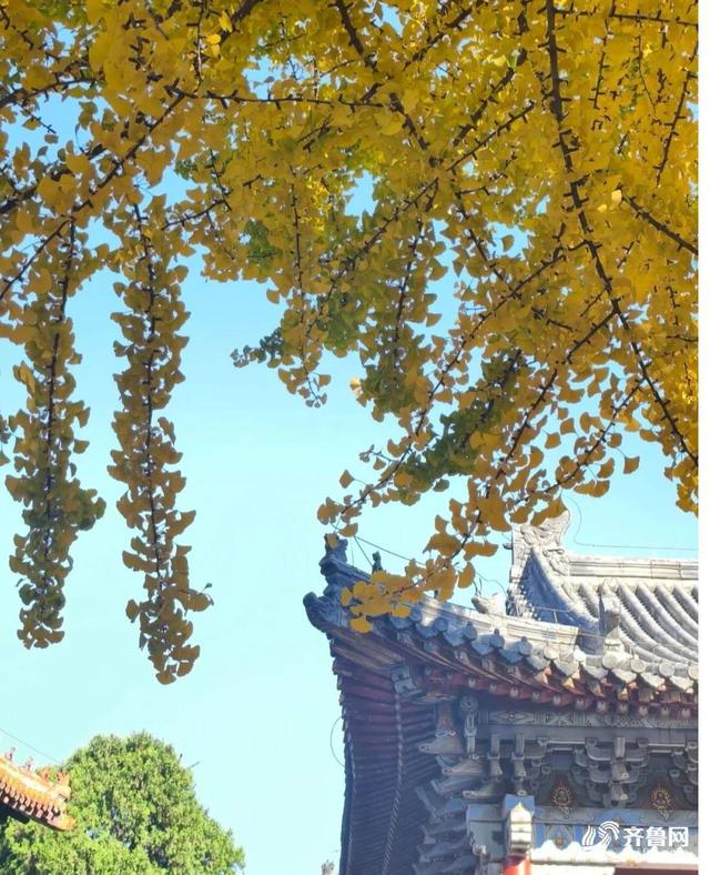 组图丨一大波美图来袭！泰山景区9个赏秋地超出片